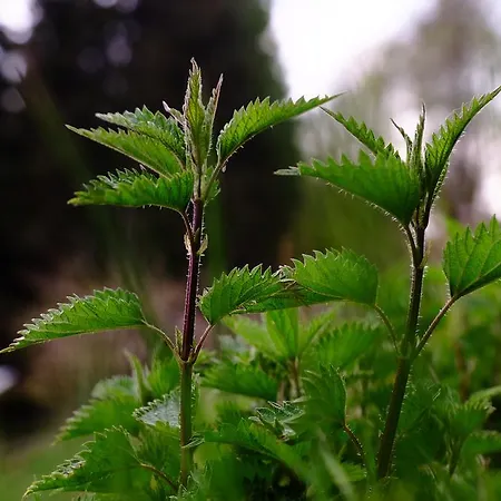 מלון Rifugio Soldanella Ballabio